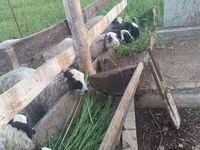Carnero, Romanov sheep — foto 2