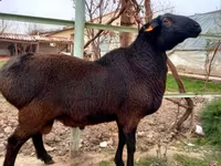 Ram, Sheep — photo 3