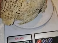 Бөдөнөлөр — сүрөт 8