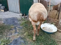 كبش, Rhon sheep — الصورة 3