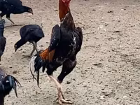 Shamo chickens — photo 2