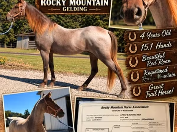 घोड़ा, Rocky Mountain Horse