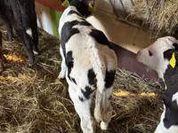 Bovinos (lote, sexo no especificado), Simmental cattle — foto 3
