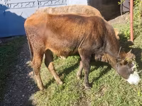 母牛, Simmental cattle — 照片 2