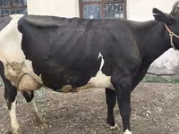 Kuh, Russian Black pied cattle — Foto 2