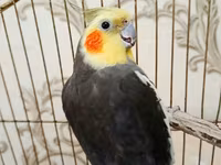 Qefessiz 60anat Nimfa (Cockatiel) cütü Məhsulun tərkibi: - 2 ədəd — 照片 3