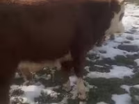 Bull, Cattle — photo 7