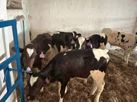 Bull, Holstein breed — photo 1