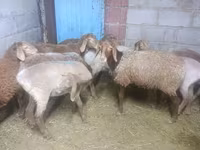 Oveja, Arashan sheep — foto 4