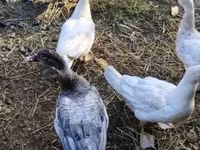 Ducks — الصورة 4