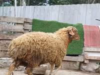 كبش, الأغنام — الصورة 6