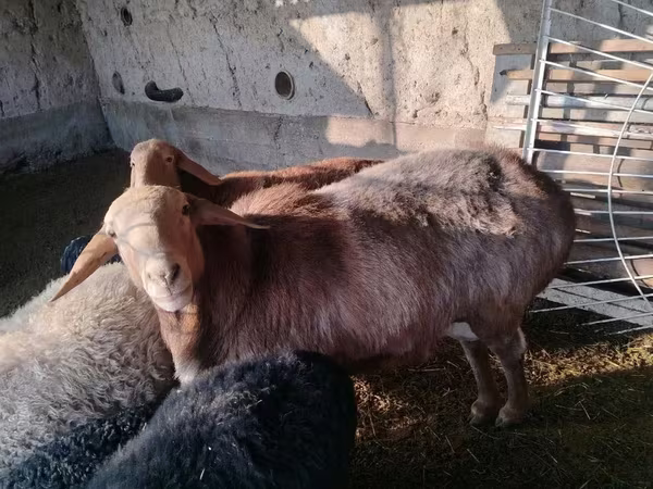Widder, Edilbay sheep