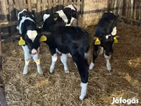 Toro, Russian Black pied cattle — foto 5