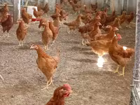 Chickens — Foto 2