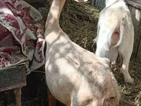 Dişi keçi, Keçilər — foto 4