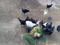 Chickens — फ़ोटो 6
