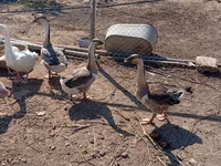 Geese — 照片 2