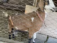 Goat, Goats — photo 1