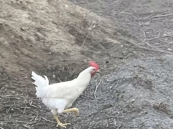 Chickens