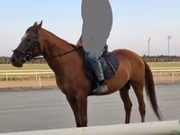 घोड़ा, Karabakh horse — फ़ोटो 3