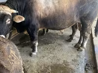 Buğa, Kalmık irqi — foto 2