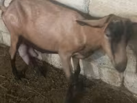 Ziege, Alpine goat — Foto 2