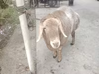 Qoyunlar (partiya, cinsi göstərilməyib), Arashan sheep — foto 7