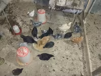 ऑस्ट्रेलॉर्प — फ़ोटो 3