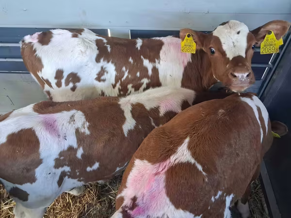 Býk, Simmental cattle