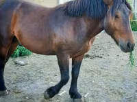 Caballo, Međimurje horse — foto 4