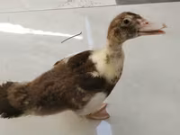 Ducks — 照片 1