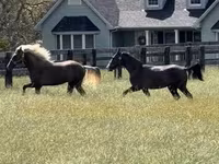 Horse (M), Rocky Mountain Horse — photo 5