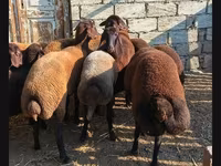 Qoç, Qoyunlar — foto 5