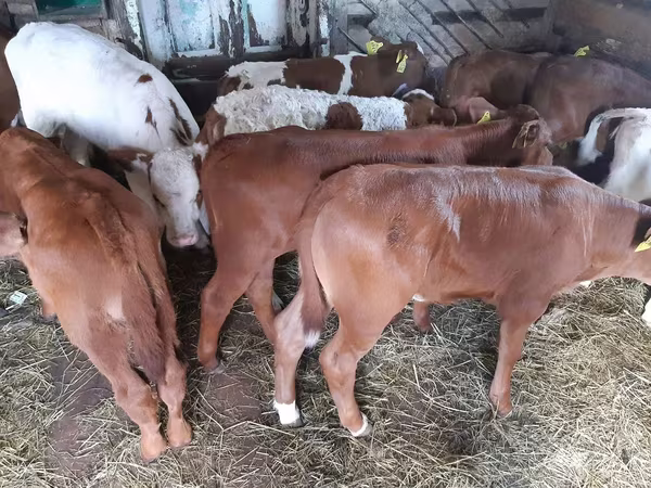 Bulle, Simmental cattle