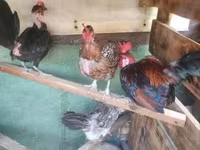 Chickens — Foto 2