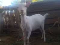 Goat, Saanen goat — photo 4