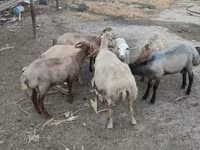 Sheep (batch, sex not specified), Sheep — photo 5