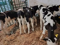 Bull, Holstein breed — photo 8