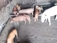 Säue, Schweine — Foto 3