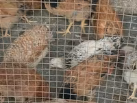 Chickens — 照片 5