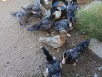 Ducks — foto 4