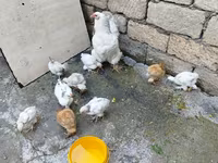 Chickens — photo 2