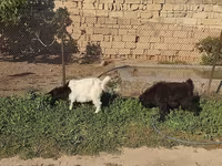 Keçilər (partiya, cinsi göstərilməyib), Keçilər — foto 4