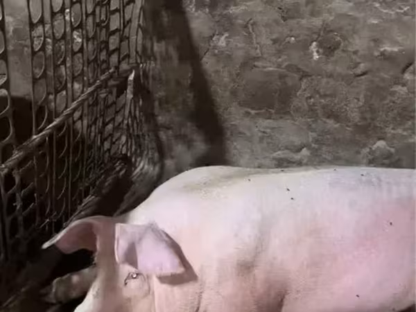 Хряк, Свиньи