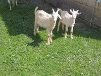 تيس, الماعز — الصورة 3