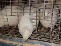 Quails — الصورة 2