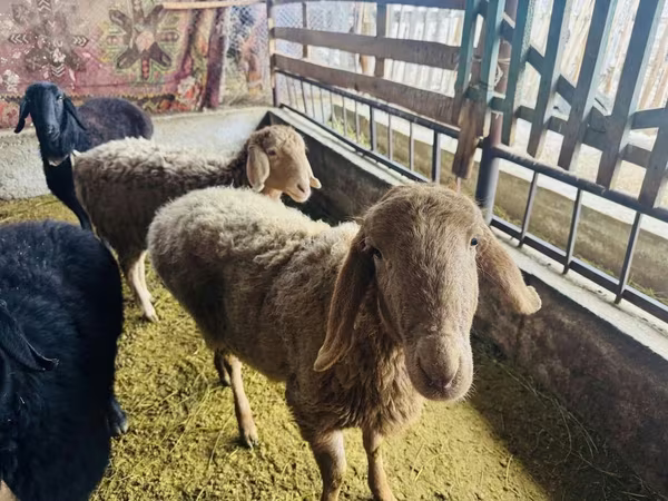 Owca, Arashan sheep