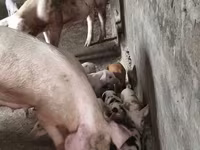 Säue, Schweine — Foto 8