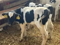 Byk, Russian Black pied cattle — zdjęcie 3