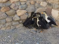 Ducks — photo 3